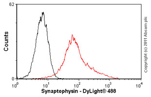 Flow Cytometry - Anti-Synaptophysin antibody [SY38] - Synaptic Marker (AB8049), expandable thumbnail