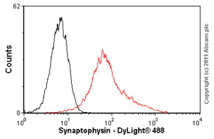 Flow Cytometry - Anti-Synaptophysin antibody [SY38] - Synaptic Marker (AB8049)