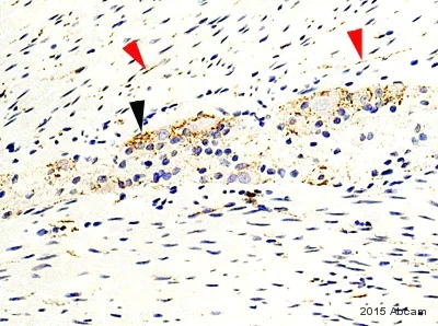 Immunohistochemistry (Formalin/PFA-fixed paraffin-embedded sections) - Anti-Synaptophysin antibody [SY38] - Synaptic Marker (AB8049)