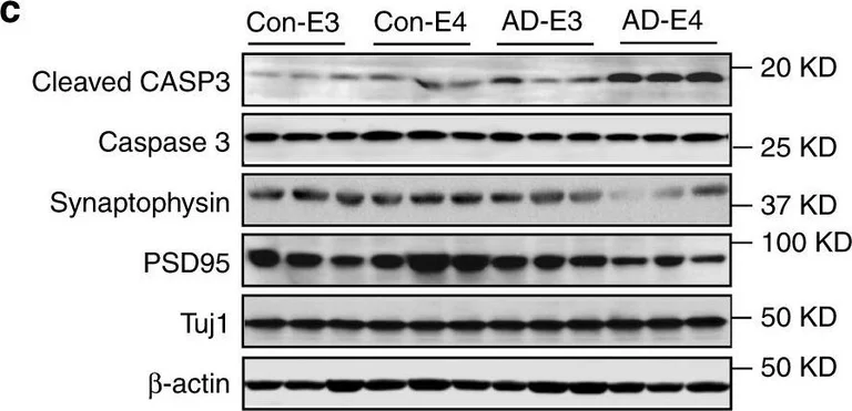 Western blot - Anti-Synaptophysin antibody [SY38] - Synaptic Marker (AB8049)