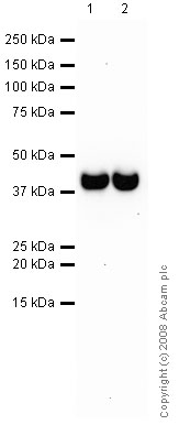 Western blot - Anti-Synaptophysin antibody [SY38] - Synaptic Marker (AB8049), expandable thumbnail