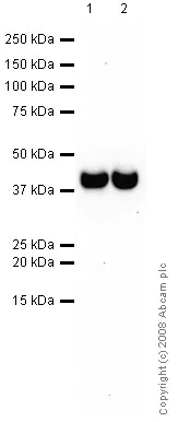 Western blot - Anti-Synaptophysin antibody [SY38] - Synaptic Marker (AB8049)