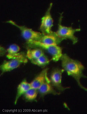 Immunocytochemistry/ Immunofluorescence - Anti-Synaptophysin antibody - Synaptic Marker (AB7837)