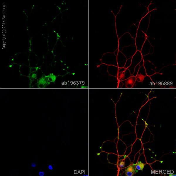 Immunocytochemistry/ Immunofluorescence - Anti-Synaptophysin antibody [YE269] - BSA and Azide free (AB187259)