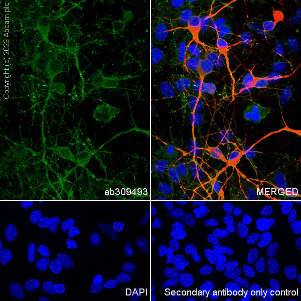 Immunocytochemistry/ Immunofluorescence - Anti-Synaptophysin antibody [YE269] - Mouse IgG1 (Chimeric) - BSA and Azide free (AB309494)