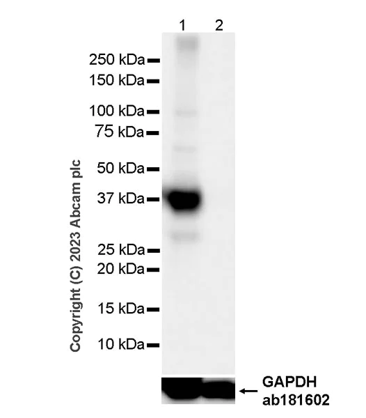 Western blot - Anti-Synaptophysin antibody [YE269] - Mouse IgG1 (Chimeric) - BSA and Azide free (AB309494)