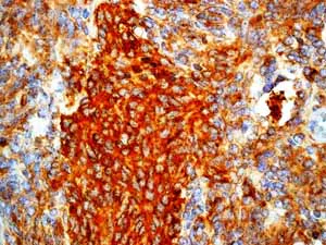 Immunohistochemistry (Formalin/PFA-fixed paraffin-embedded sections) - Anti-Synaptophysin antibody [YE269] - Synaptic Marker (AB32127)