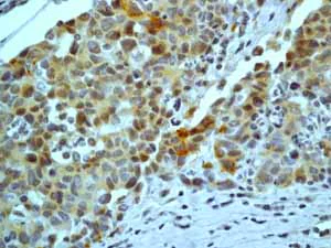 Immunohistochemistry (Formalin/PFA-fixed paraffin-embedded sections) - Anti-Synaptophysin antibody [YE269] - Synaptic Marker (AB32127)
