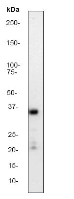 Western blot - Anti-Synaptophysin antibody [YE269] - Synaptic Marker (AB32127)