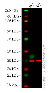 Western blot - Anti-Synaptophysin antibody [YE269] - Synaptic Marker (AB32127)
