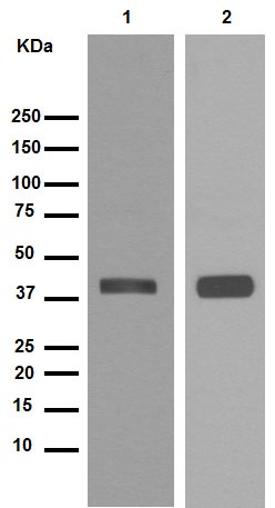 Western blot - Anti-Synaptophysin antibody [YE269] - Synaptic Marker (ab32127), expandable thumbnail