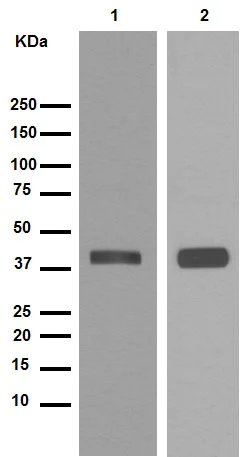 Western blot - Anti-Synaptophysin antibody [YE269] - Synaptic Marker (AB32127)