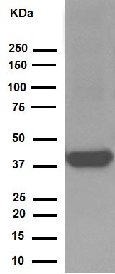 Western blot - Anti-Synaptophysin antibody [YE269] - Synaptic Marker (ab32127), expandable thumbnail