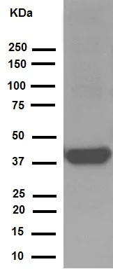 Western blot - Anti-Synaptophysin antibody [YE269] - Synaptic Marker (AB32127)