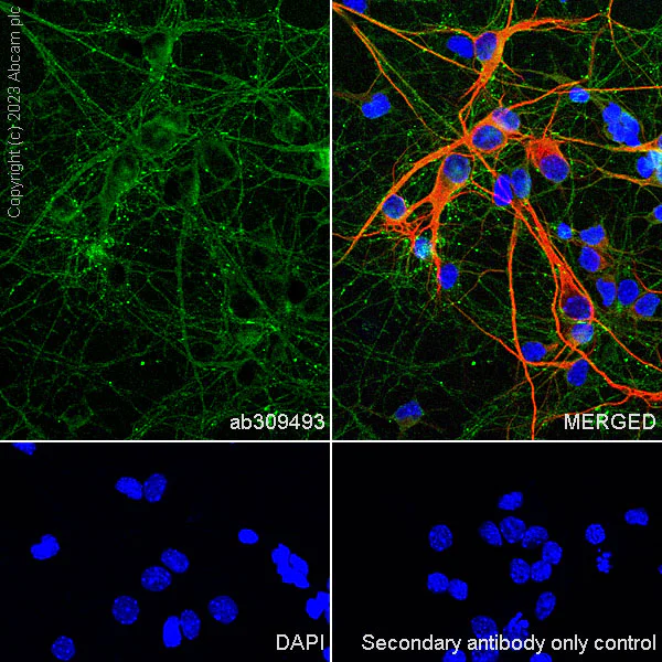 Immunocytochemistry/ Immunofluorescence - Anti-Synaptophysin antibody [YE269] - Synaptic marker - Mouse IgG1 (Chimeric) (AB309493)