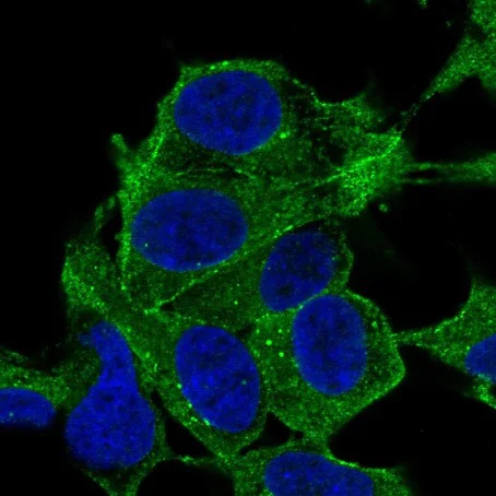 Immunocytochemistry/ Immunofluorescence - Anti-Synaptopodin 2 antibody (AB220345)