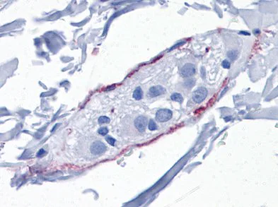 Immunohistochemistry (Formalin/PFA-fixed paraffin-embedded sections) - Anti-Synaptopodin antibody (AB117702)