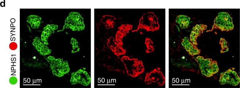 Immunohistochemistry - Anti-Synaptopodin antibody (AB117702)
