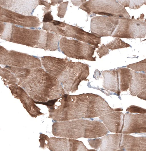 Immunohistochemistry (Formalin/PFA-fixed paraffin-embedded sections) - Anti-Synaptopodin antibody (AB224491)
