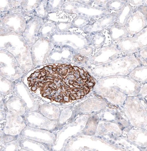 Immunohistochemistry (Formalin/PFA-fixed paraffin-embedded sections) - Anti-Synaptopodin antibody (AB224491)