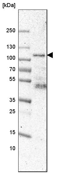 Western blot - Anti-Synaptopodin antibody (AB224491)
