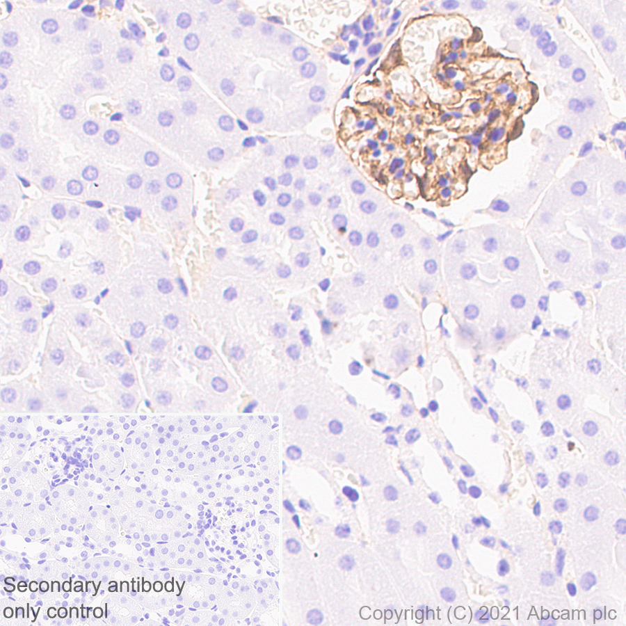Immunohistochemistry (Formalin/PFA-fixed paraffin-embedded sections) - Anti-Synaptopodin antibody [EPR23922-79] (AB259976), expandable thumbnail