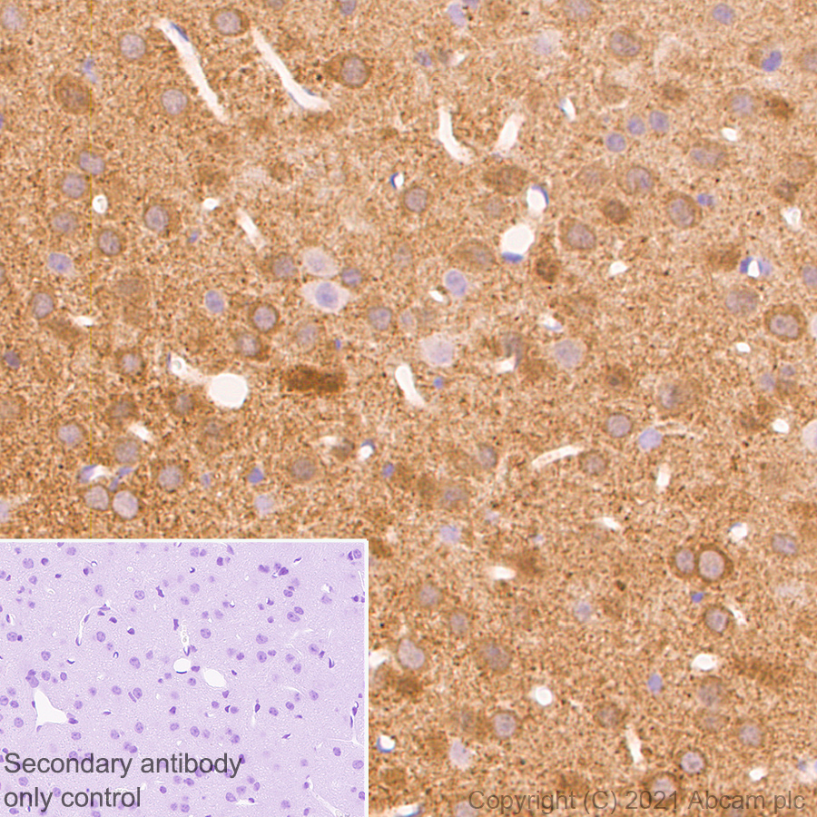 Immunohistochemistry (Formalin/PFA-fixed paraffin-embedded sections) - Anti-Synaptopodin antibody [EPR23922-79] (AB259976), expandable thumbnail