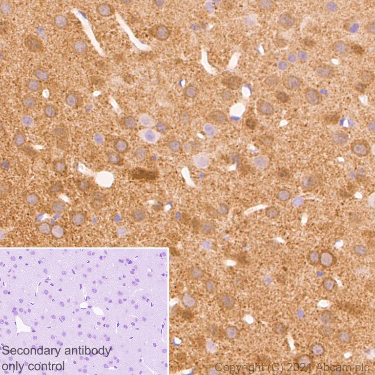 Immunohistochemistry (Formalin/PFA-fixed paraffin-embedded sections) - Anti-Synaptopodin antibody [EPR23922-79] (AB259976)