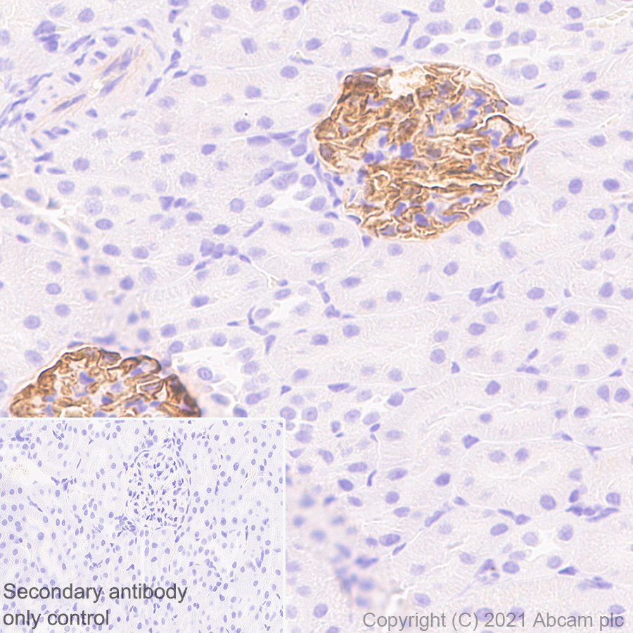 Immunohistochemistry (Formalin/PFA-fixed paraffin-embedded sections) - Anti-Synaptopodin antibody [EPR23922-79] (AB259976), expandable thumbnail