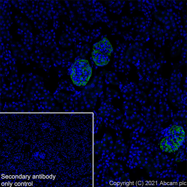 Immunohistochemistry (Frozen sections) - Anti-Synaptopodin antibody [EPR23922-79] (ab259976), expandable thumbnail