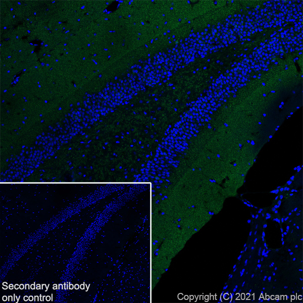 Immunohistochemistry (Frozen sections) - Anti-Synaptopodin antibody [EPR23922-79] (ab259976), expandable thumbnail
