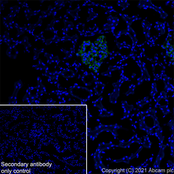 Immunohistochemistry (Frozen sections) - Anti-Synaptopodin antibody [EPR23922-79] (ab259976), expandable thumbnail