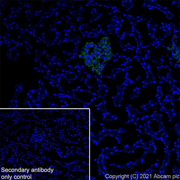 Immunohistochemistry (Frozen sections) - Anti-Synaptopodin antibody [EPR23922-79] (AB259976)