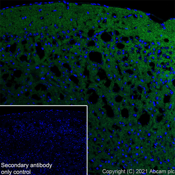 Immunohistochemistry (Frozen sections) - Anti-Synaptopodin antibody [EPR23922-79] (ab259976), expandable thumbnail