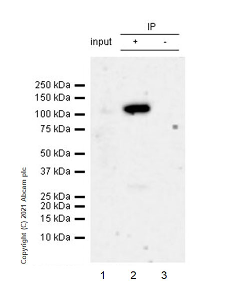 Immunoprecipitation - Anti-Synaptopodin antibody [EPR23922-79] (ab259976), expandable thumbnail