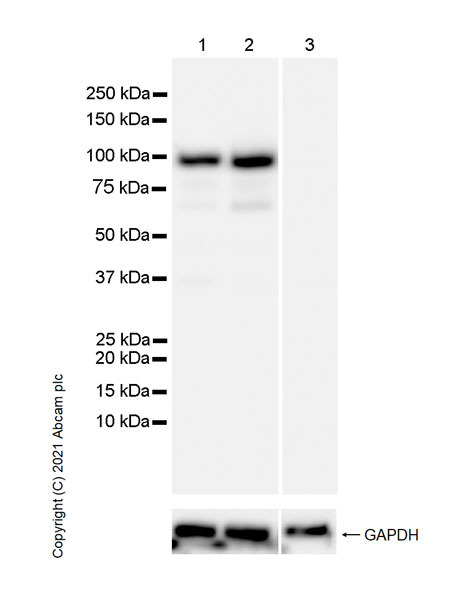 Western blot - Anti-Synaptopodin antibody [EPR23922-79] (AB259976), expandable thumbnail