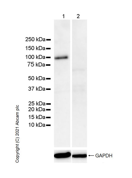 Western blot - Anti-Synaptopodin antibody [EPR23922-79] (AB259976), expandable thumbnail