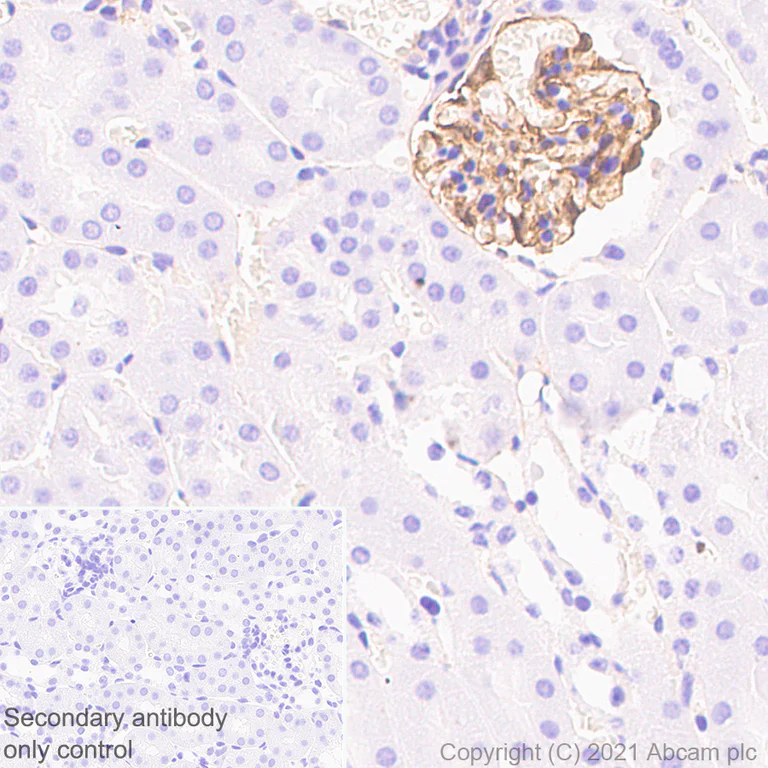 Immunohistochemistry (Formalin/PFA-fixed paraffin-embedded sections) - Anti-Synaptopodin antibody [EPR23922-79] - BSA and Azide free (AB282117)