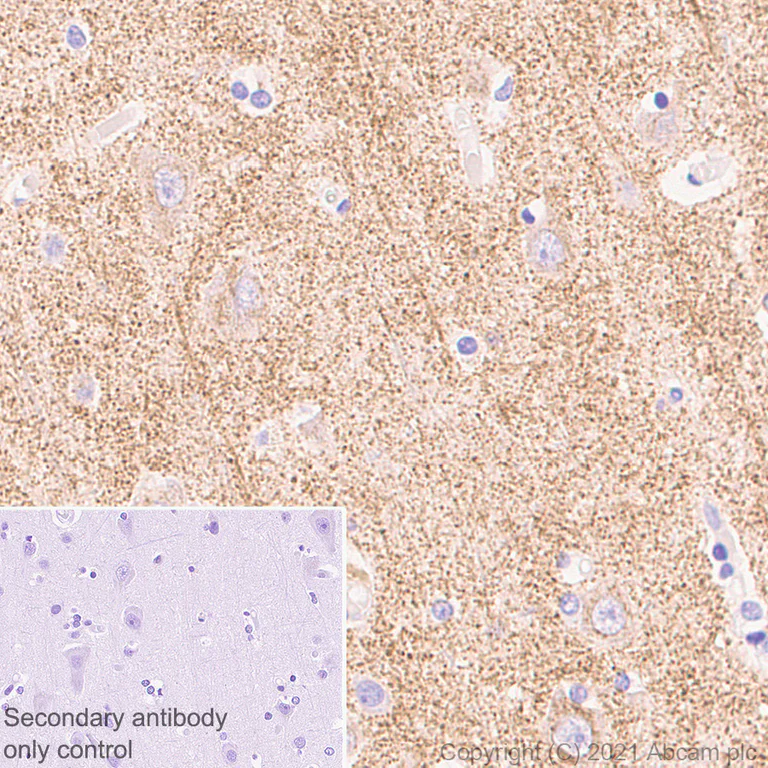 Immunohistochemistry (Formalin/PFA-fixed paraffin-embedded sections) - Anti-Synaptopodin antibody [EPR23922-79] - BSA and Azide free (AB282117)