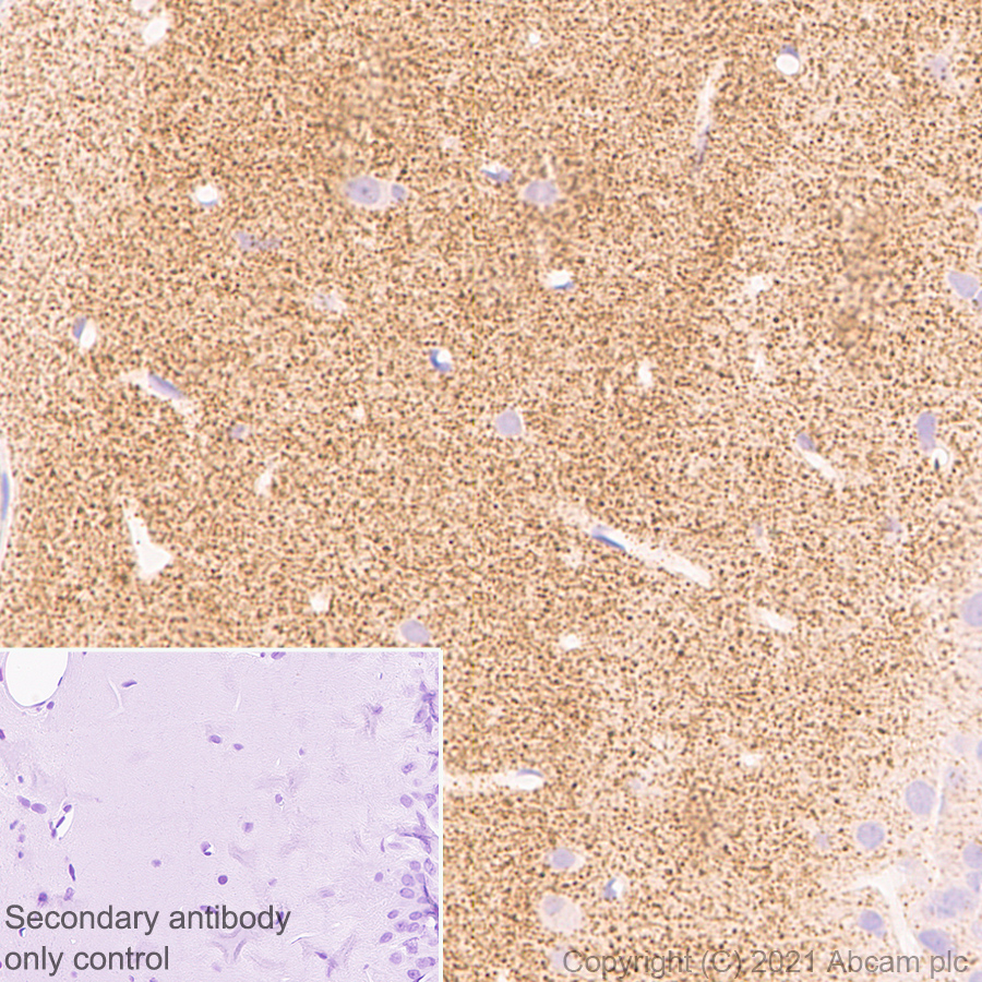 Immunohistochemistry (Formalin/PFA-fixed paraffin-embedded sections) - Anti-Synaptopodin antibody [EPR23922-79] - BSA and Azide free (ab282117), expandable thumbnail