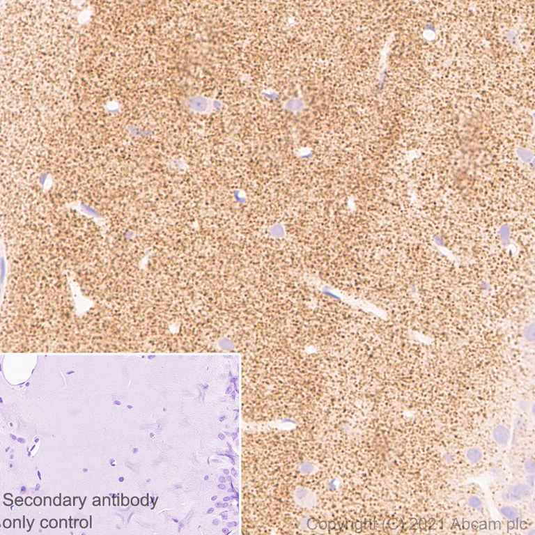 Immunohistochemistry (Formalin/PFA-fixed paraffin-embedded sections) - Anti-Synaptopodin antibody [EPR23922-79] - BSA and Azide free (AB282117)