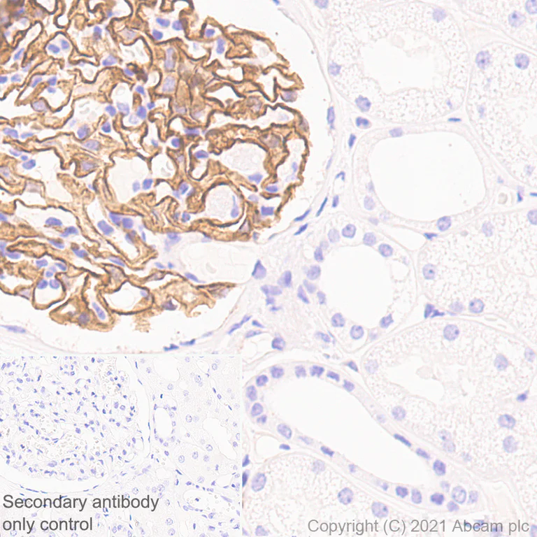 Immunohistochemistry (Formalin/PFA-fixed paraffin-embedded sections) - Anti-Synaptopodin antibody [EPR23922-79] - BSA and Azide free (AB282117)