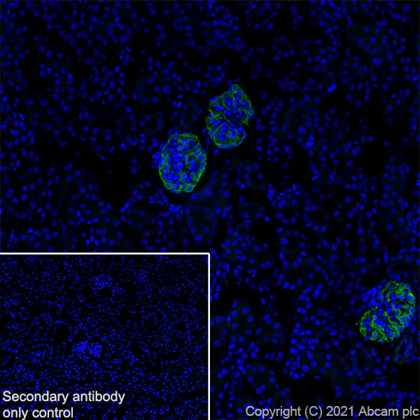Immunohistochemistry (Frozen sections) - Anti-Synaptopodin antibody [EPR23922-79] - BSA and Azide free (AB282117)