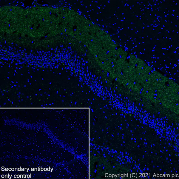 Immunohistochemistry (Frozen sections) - Anti-Synaptopodin antibody [EPR23922-79] - BSA and Azide free (AB282117)