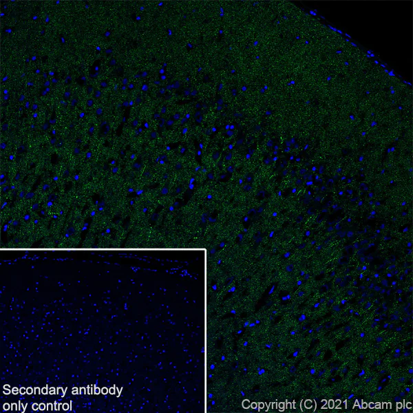 Immunohistochemistry (Frozen sections) - Anti-Synaptopodin antibody [EPR23922-79] - BSA and Azide free (AB282117)