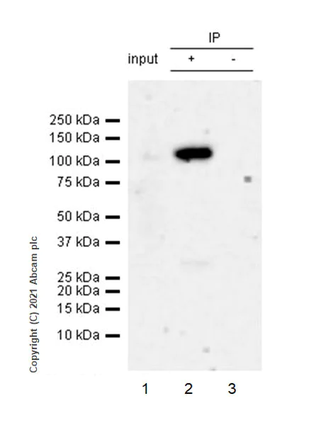 Immunoprecipitation - Anti-Synaptopodin antibody [EPR23922-79] - BSA and Azide free (AB282117)