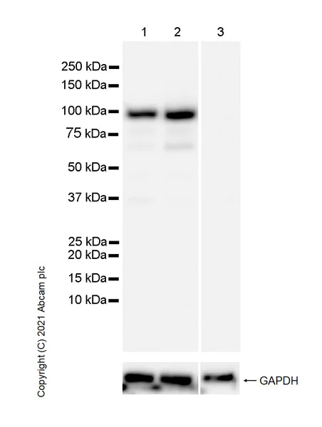 Western blot - Anti-Synaptopodin antibody [EPR23922-79] - BSA and Azide free (AB282117)