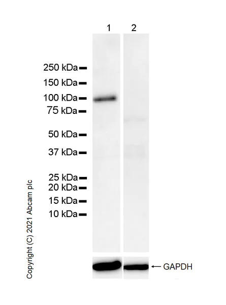Western blot - Anti-Synaptopodin antibody [EPR23922-79] - BSA and Azide free (AB282117)