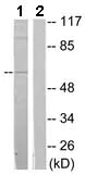 Western blot - Anti-Synaptotagmin antibody (AB133694)