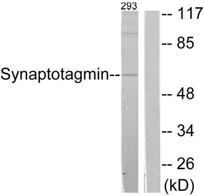 Western blot - Anti-Synaptotagmin antibody (AB51164)